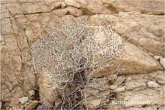 Polycarpaea aurea